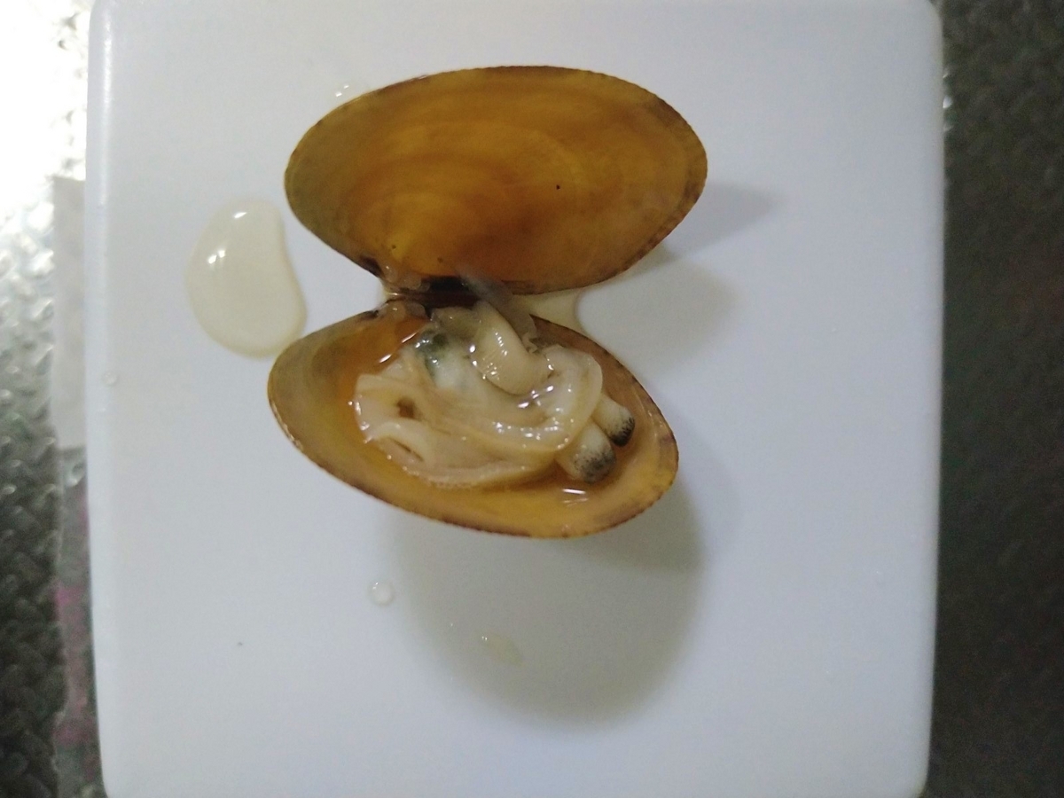 アサリ