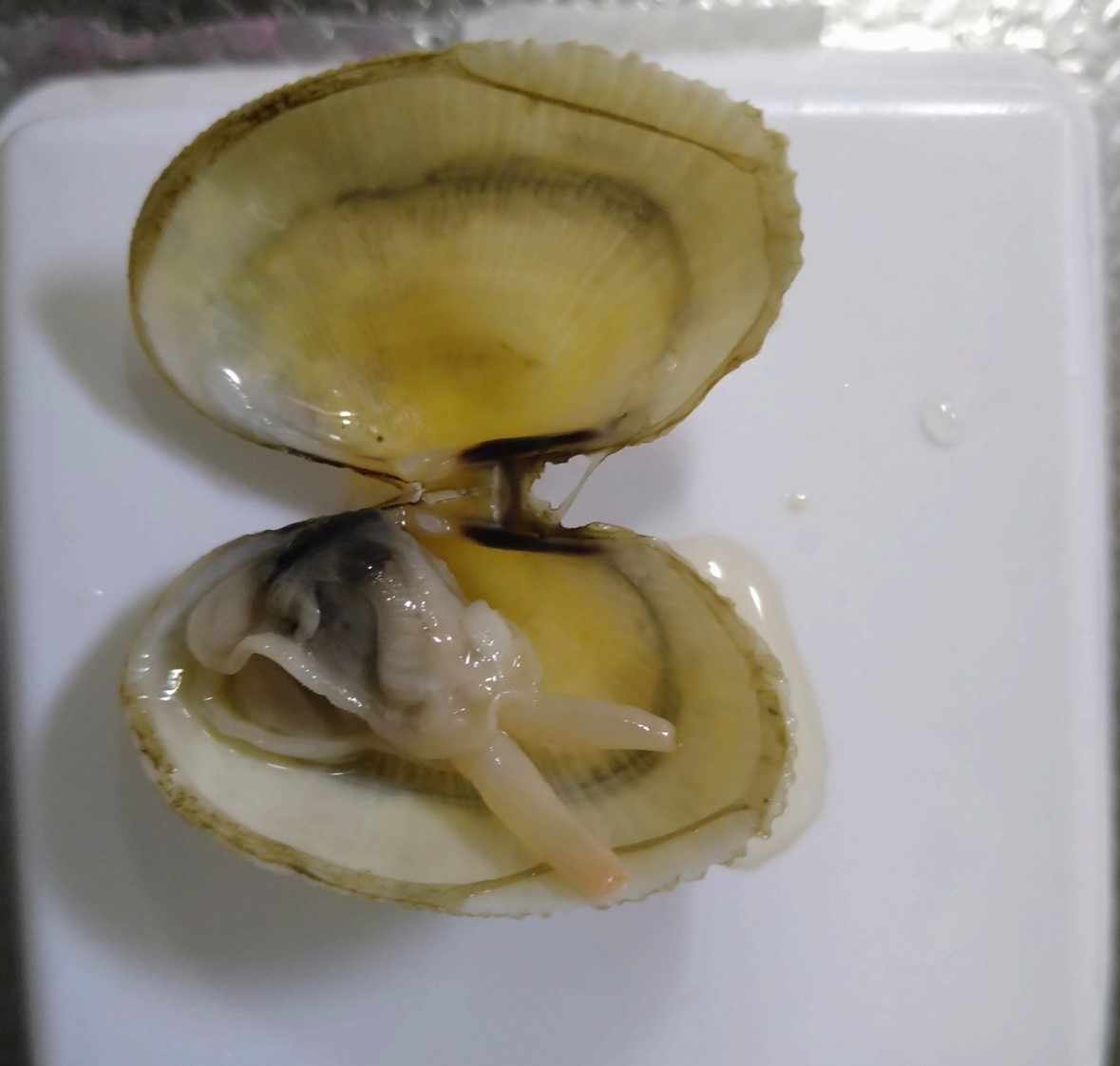 ホリスジイナミガイ