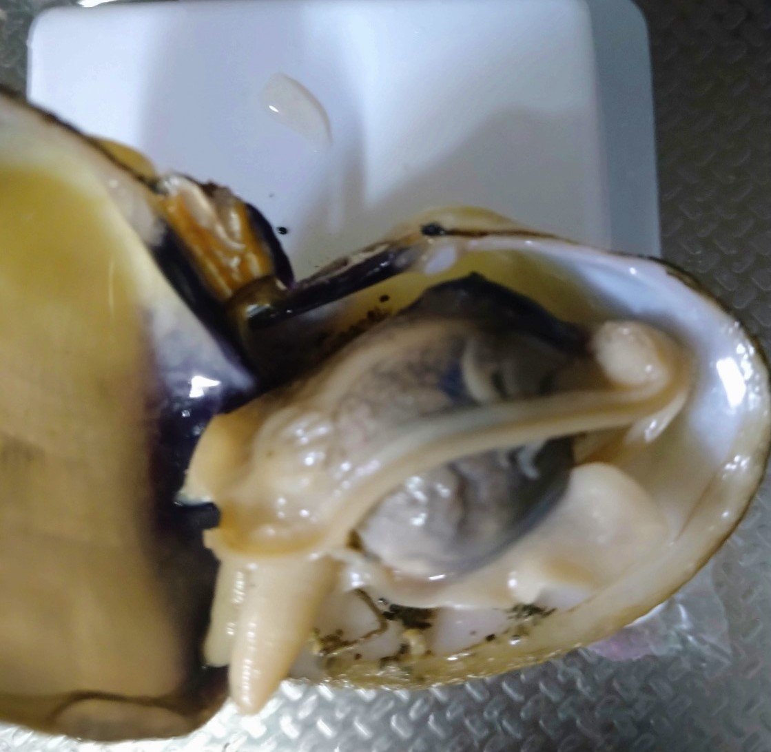 ホリスジイナミガイ