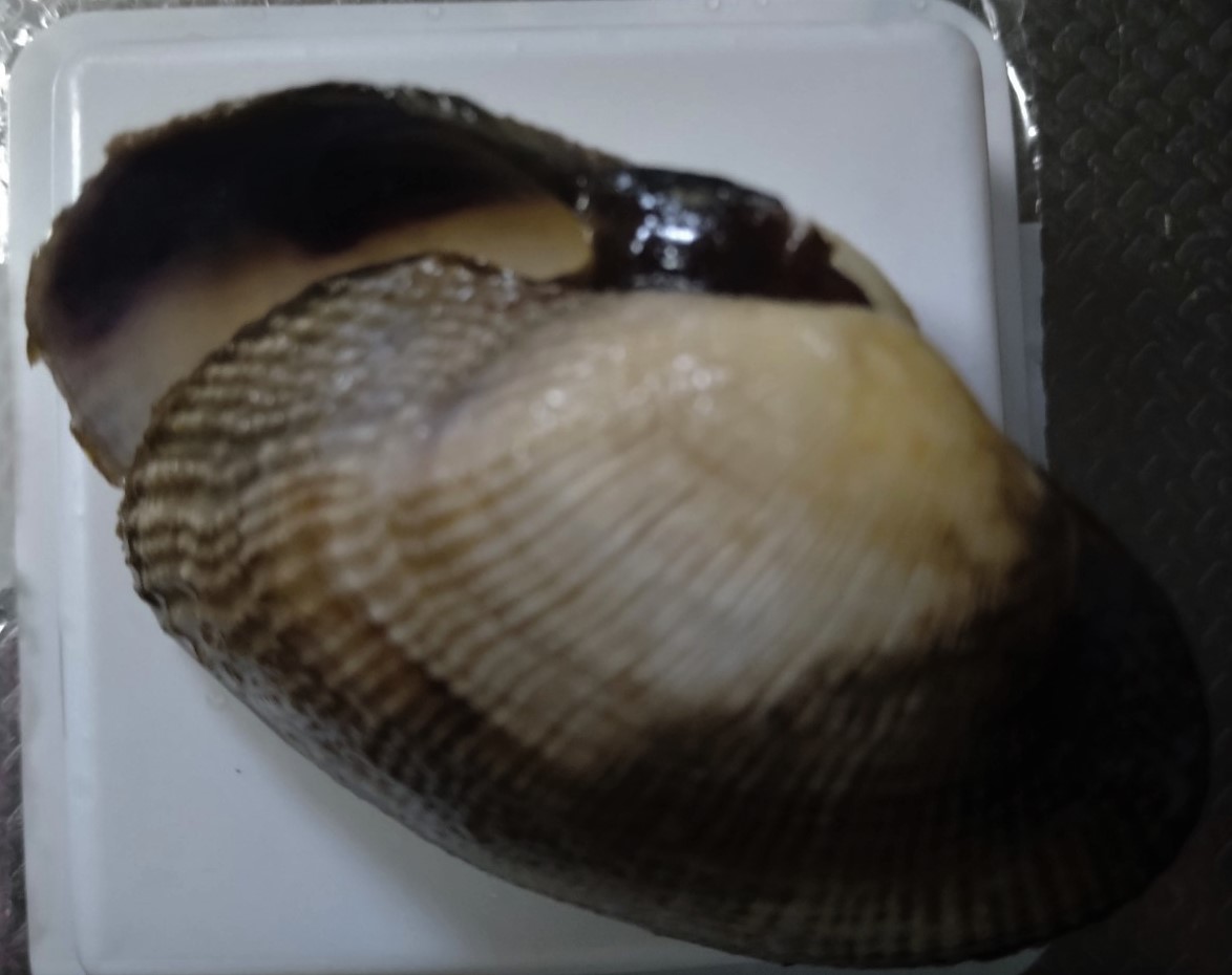 ホリスジイナミガイ