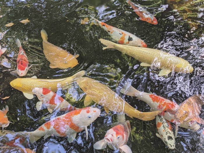 f:id:atamigo:20210507114236j:plain