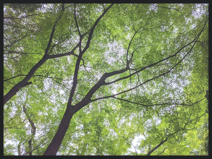 f:id:atamigo:20210601010321j:plain