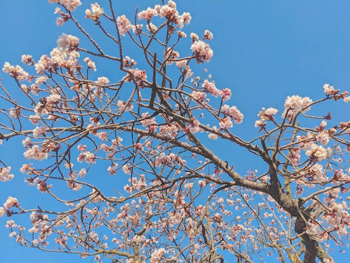 f:id:atamigo:20220123170503j:plain