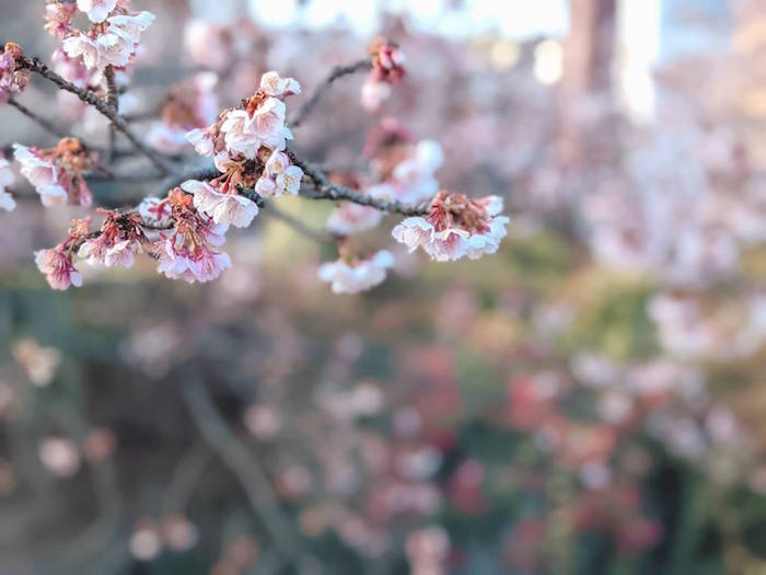 f:id:atamigo:20220123170522j:plain