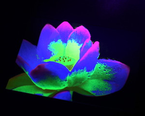 f:id:ataroegg:20180128211408j:plain f:id:ataroegg:20180128211408j:plain
