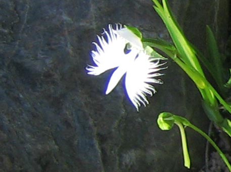 f:id:atarou:20090814060637j:image
