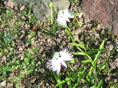 f:id:atarou:20090814060641j:image