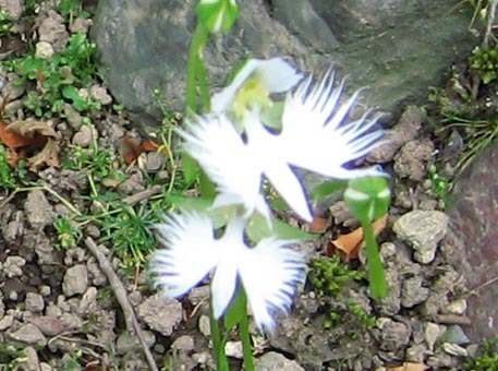 f:id:atarou:20090814061934j:image