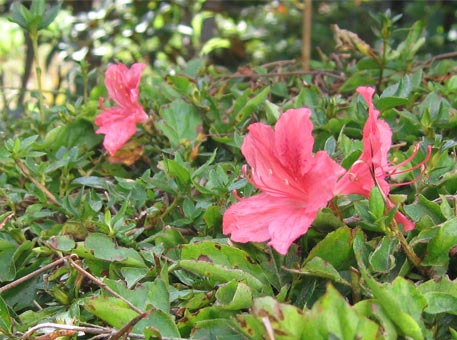 f:id:atarou:20091011061045j:image