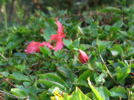 f:id:atarou:20091011061046j:image