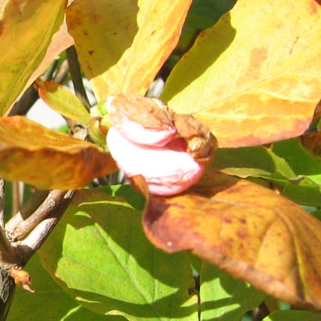 f:id:atarou:20091011062421j:image