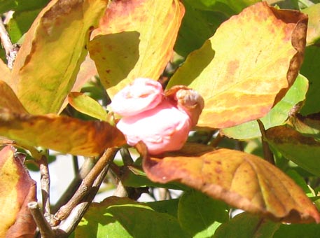 f:id:atarou:20091011062422j:image