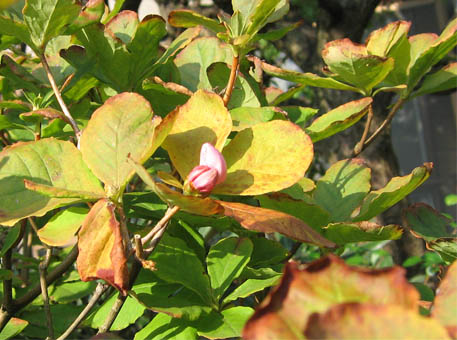 f:id:atarou:20091011062423j:image