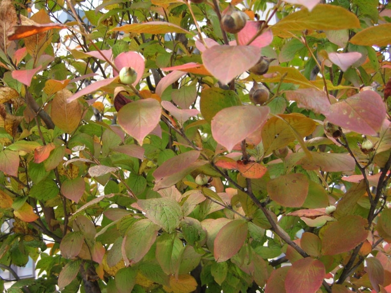 f:id:atarou:20091012055738j:image