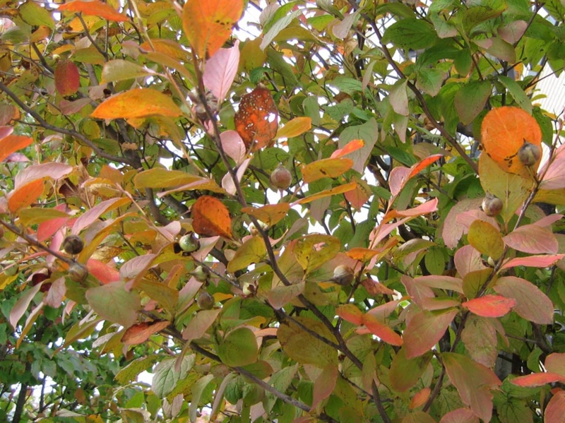 f:id:atarou:20091012055739j:image
