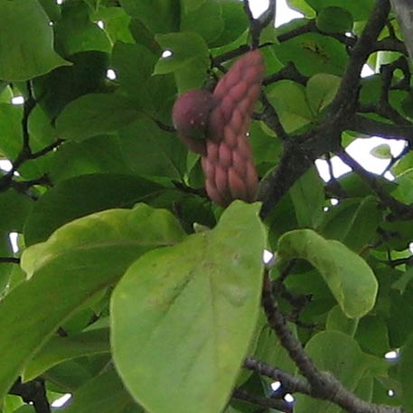 f:id:atarou:20091012061341j:image
