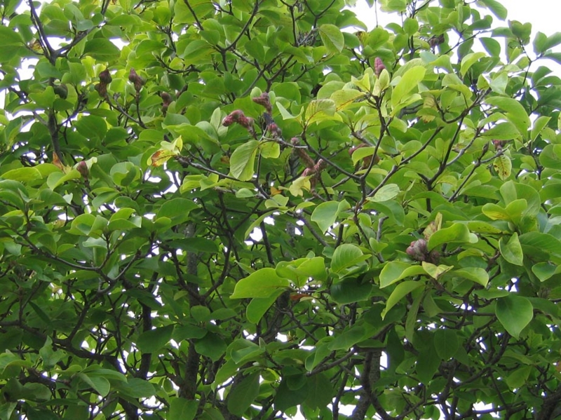 f:id:atarou:20091012061419j:image