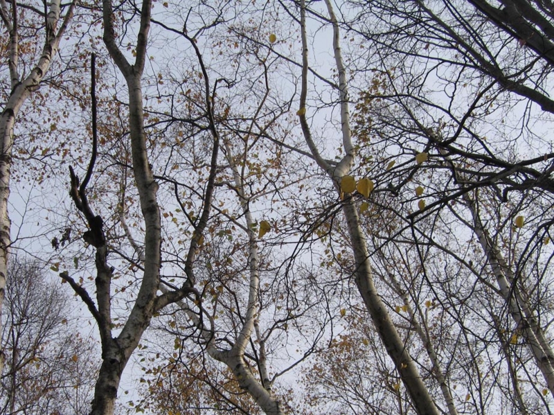 f:id:atarou:20091103052155j:image