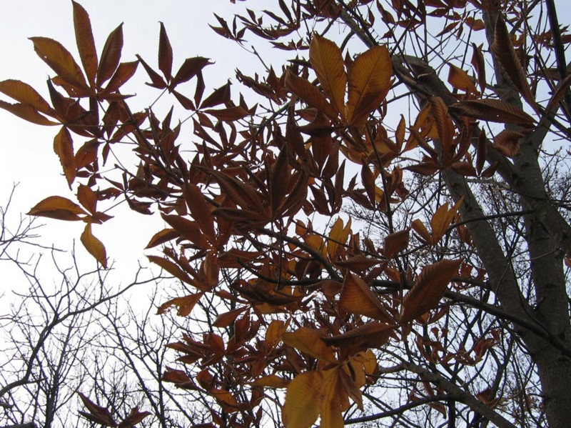 f:id:atarou:20091103070500j:image