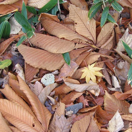 f:id:atarou:20091103070501j:image