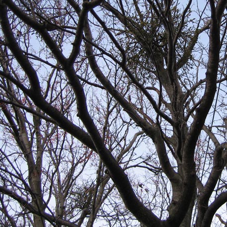 f:id:atarou:20091104061216j:image