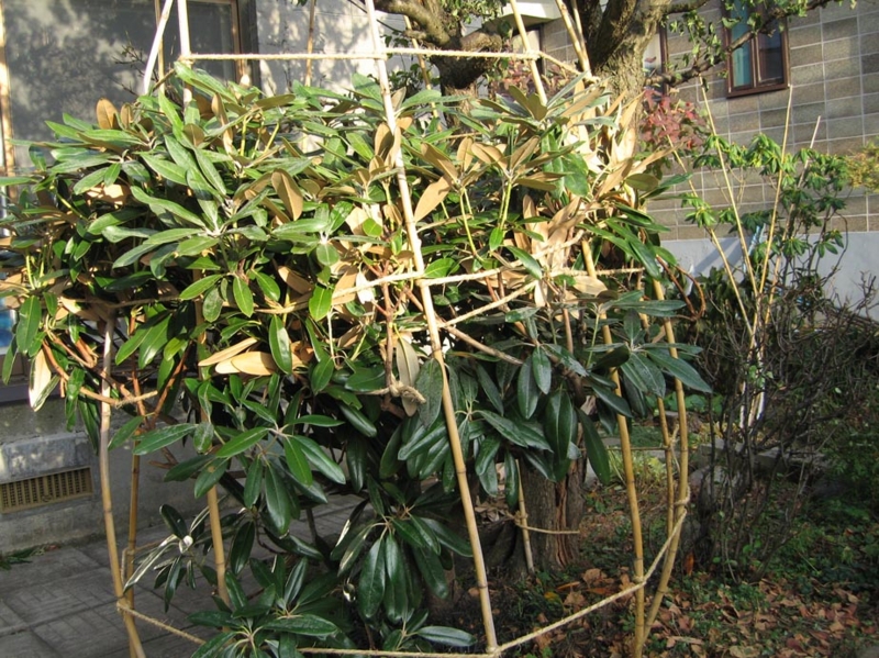 f:id:atarou:20091105061328j:image