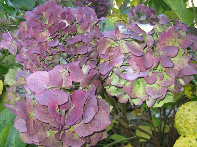 f:id:atarou:20091106062329j:image