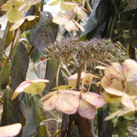 f:id:atarou:20091106063024j:image