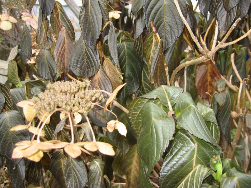 f:id:atarou:20091106064910j:image