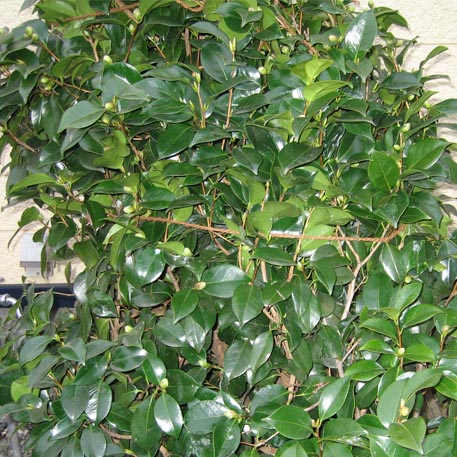 f:id:atarou:20091108060403j:image