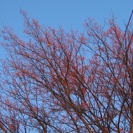 f:id:atarou:20091108061416j:image