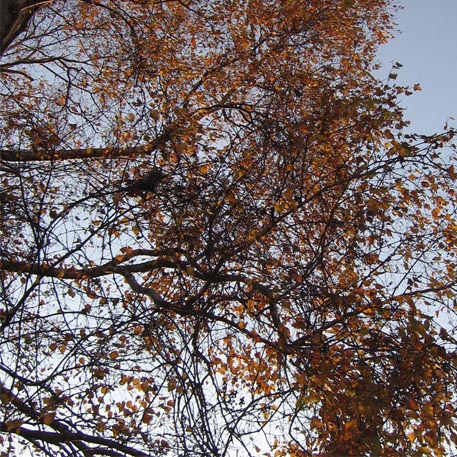 f:id:atarou:20091108100135j:image