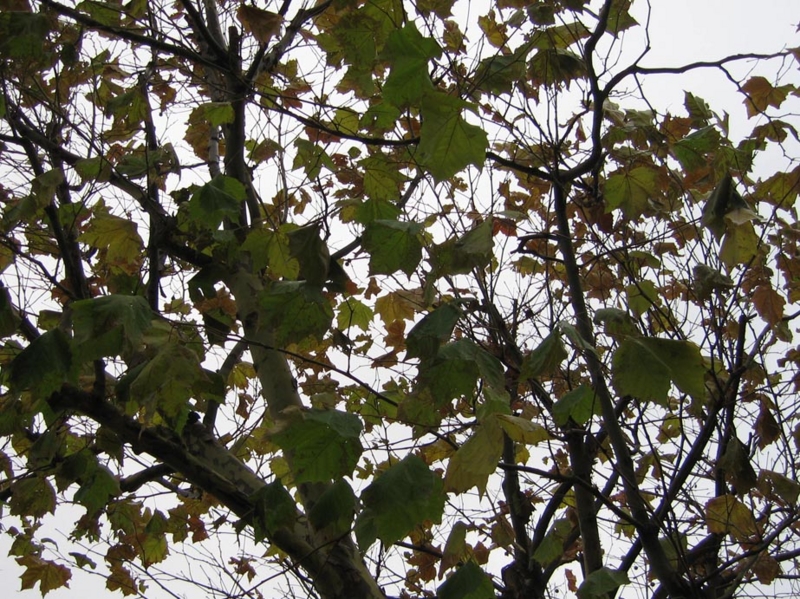f:id:atarou:20091110050750j:image