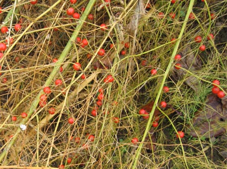 f:id:atarou:20091110062008j:image