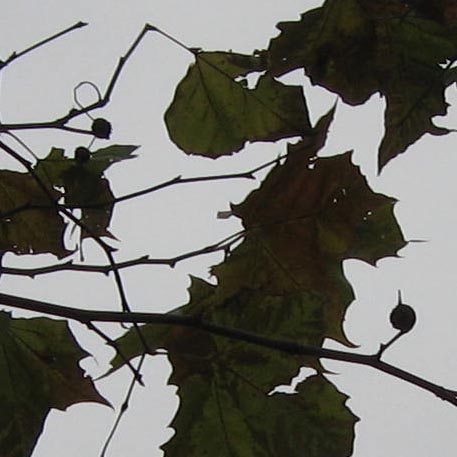 f:id:atarou:20091110062009j:image