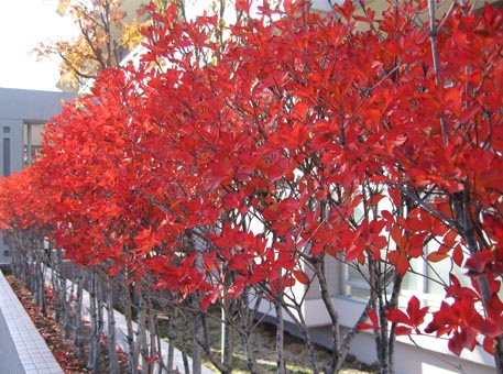 f:id:atarou:20091113061652j:image