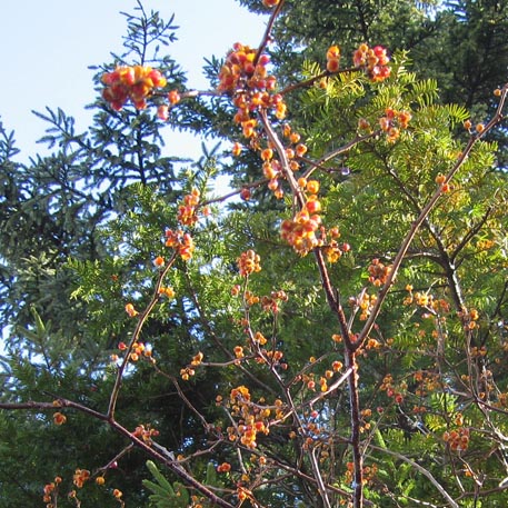 f:id:atarou:20091115202152j:image