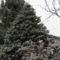 20091119070123
