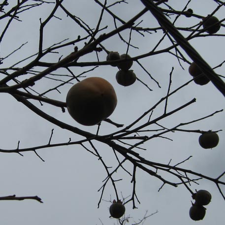 f:id:atarou:20091120053558j:image