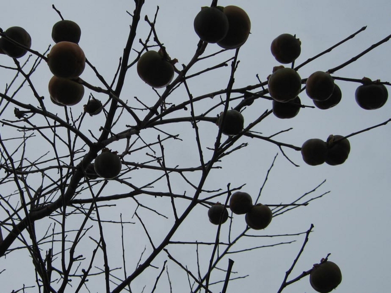 f:id:atarou:20091120054520j:image