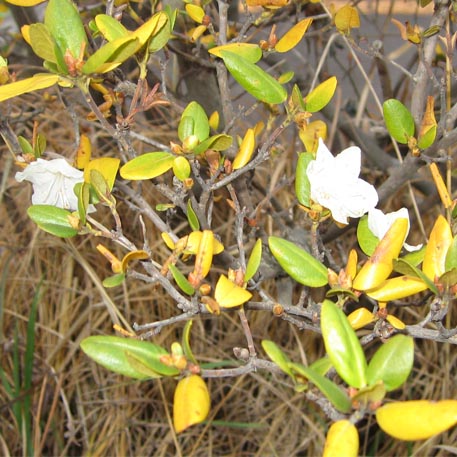 f:id:atarou:20091121061842j:image