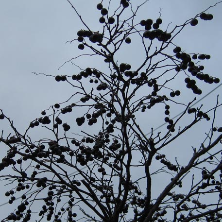f:id:atarou:20091121063151j:image