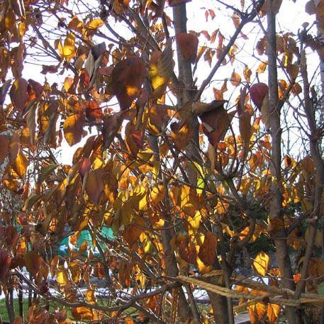 f:id:atarou:20091123063236j:image