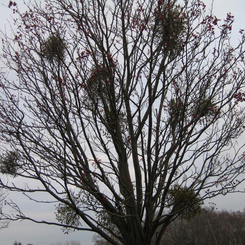 f:id:atarou:20091126052336j:image