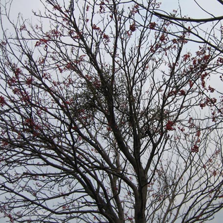 f:id:atarou:20091126063231j:image