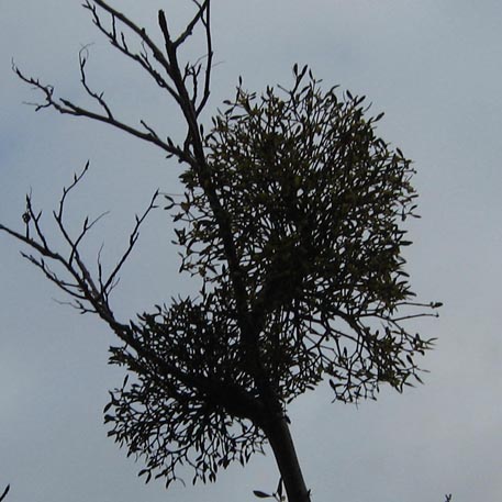 f:id:atarou:20091126065208j:image