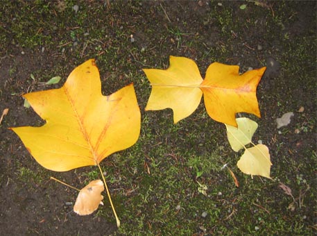 f:id:atarou:20091127061136j:image