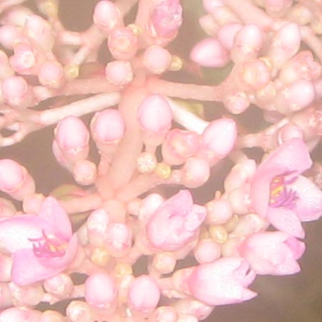 f:id:atarou:20091128051742j:image