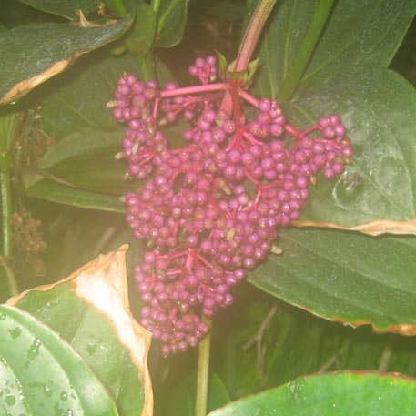 f:id:atarou:20091128051743j:image