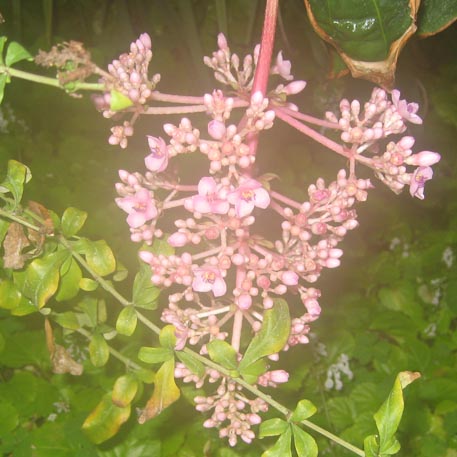 f:id:atarou:20091128051744j:image